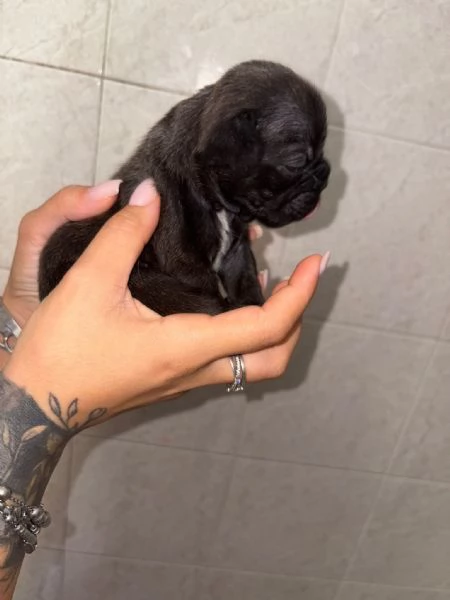 Buldog francese  | Foto 4