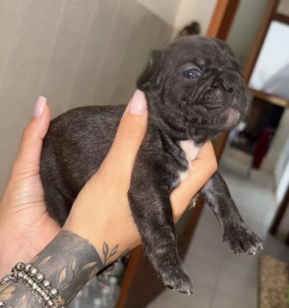 Buldog francese  | Foto 1