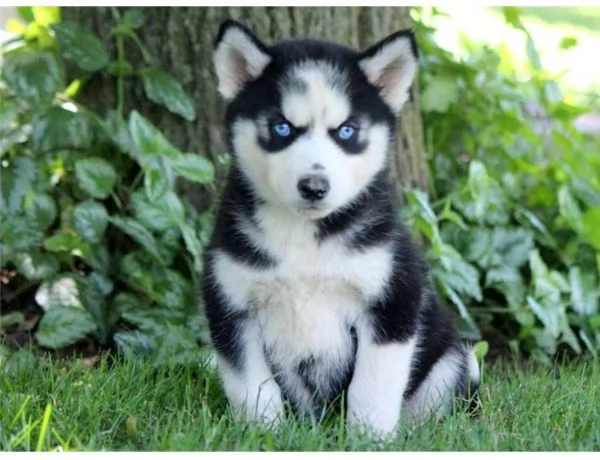 hdasrotuisten siperianhuskyjen pennut | Foto 4