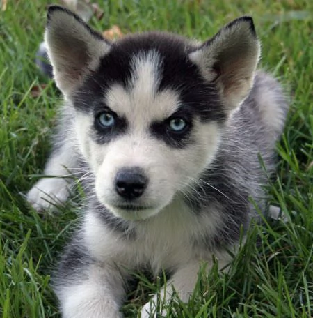 Siperianhuskyn pennut | Foto 3