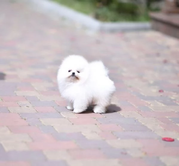 Dolci cuccioli di Spitz Pomerania disponibili