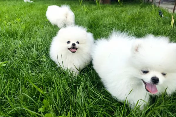 Cuccioli di Pomerania per ladozione