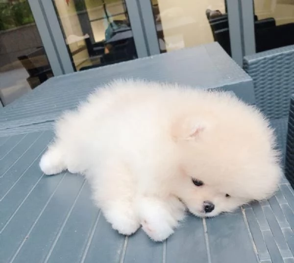 Pomerania nani maschi che femmine | Foto 0
