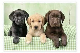 Labrador cuccioli maschio e femmina | Foto 2