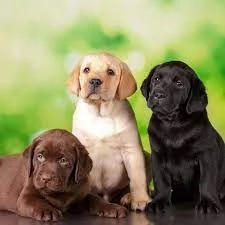 Labrador cuccioli maschio e femmina | Foto 0