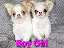 cuccioli di chihuahua pelo corto e pelo lungo disponibili 