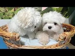  Splendidi cuccioli di maltese bianchi pronti per una casa amorevole | Foto 0