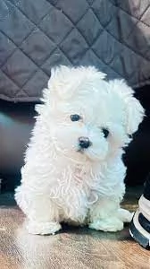  Splendidi cuccioli di maltese bianchi pronti per una casa amorevole
