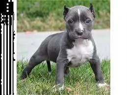 cuccioli di Pitbull maschio e femmina | Foto 0