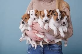  cuccioli di jack russell maschio e femmina disponibili 