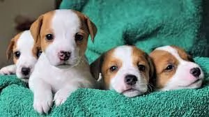  cuccioli di jack russell maschio e femmina disponibili  | Foto 0