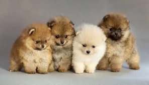  Pomeranian cuccioli maschio e femmina  | Foto 0