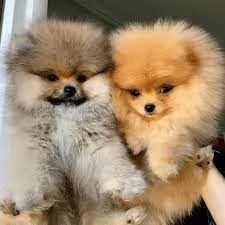  Pomeranian cuccioli maschio e femmina 