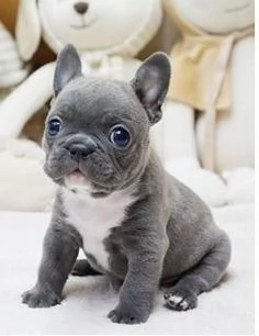 cucciolo Bulldog Francese cuccioli maschio e femmina | Foto 0
