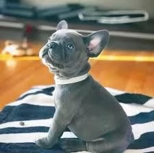 cucciolo Bulldog Francese cuccioli maschio e femmina