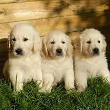  golden retriever color oro i cuccioli hanno | Foto 0