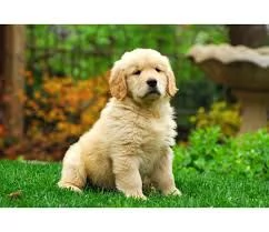  golden retriever color oro i cuccioli hanno