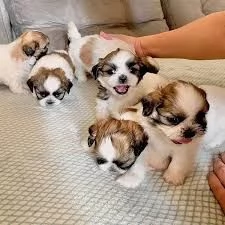   cuccioli di shitzu mini  maschi e femmine | Foto 0