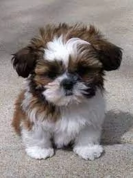   cuccioli di shitzu mini  maschi e femmine