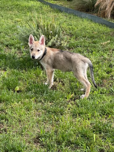 Cuccioli di cane lupo cecoslovacco 