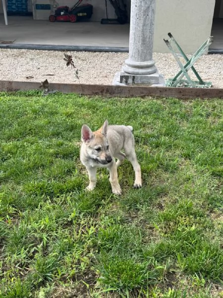 Cuccioli di cane lupo cecoslovacco  | Foto 5