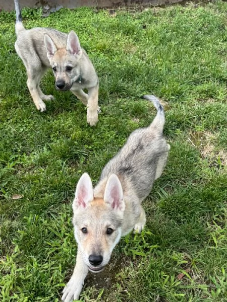 Cuccioli di cane lupo cecoslovacco  | Foto 4