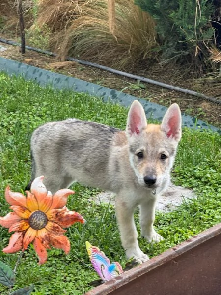 Cuccioli di cane lupo cecoslovacco  | Foto 3