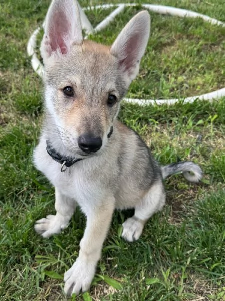Cuccioli di cane lupo cecoslovacco  | Foto 2