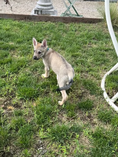 Cuccioli di cane lupo cecoslovacco  | Foto 0