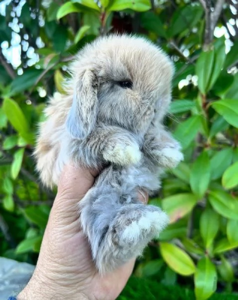 Minilop da allevamento serio | Foto 0