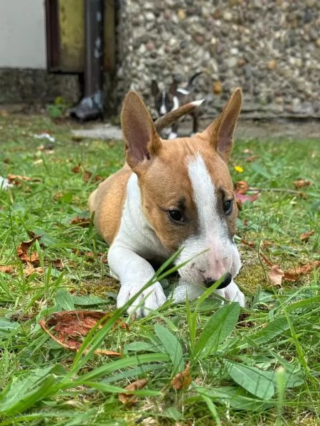 Upeita kpibullterrierin pentuja lahjoittavaksi | Foto 3