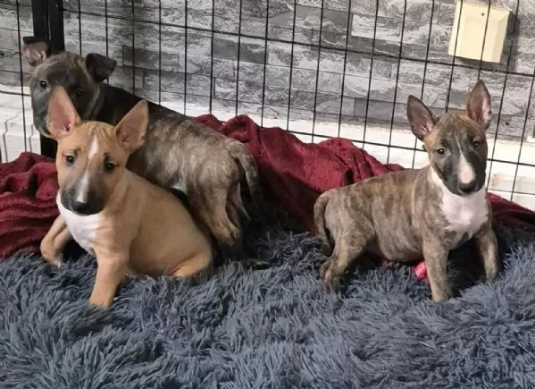 Upeita kpibullterrierin pentuja lahjoittavaksi | Foto 2