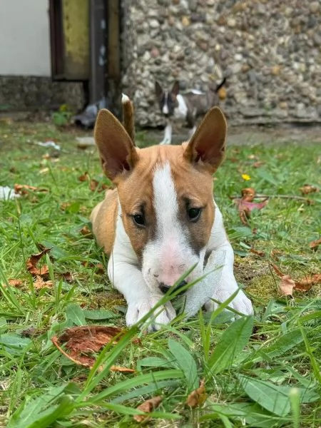 Upeita kpibullterrierin pentuja lahjoittavaksi | Foto 1