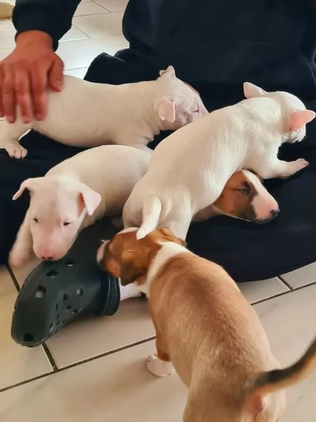 Upeita kpibullterrierin pentuja lahjoittavaksi