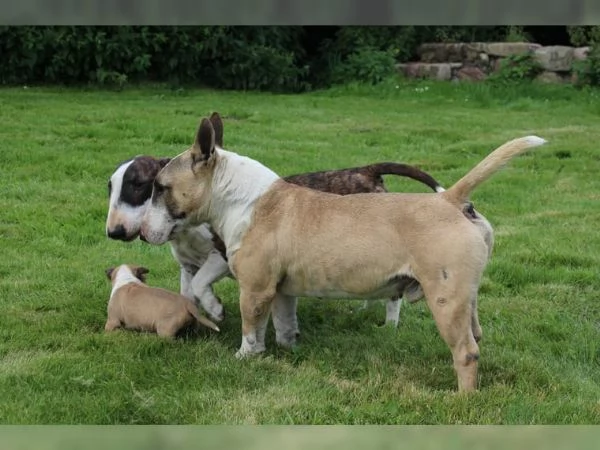Upeita kpibullterrierin pentuja lahjoittavaksi | Foto 0