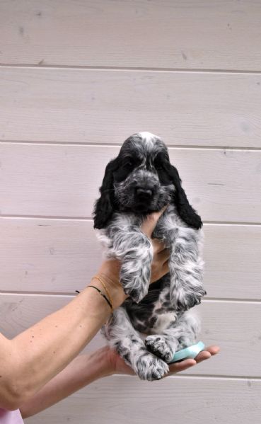 Cucciolo cocker spaniel inglese  | Foto 0