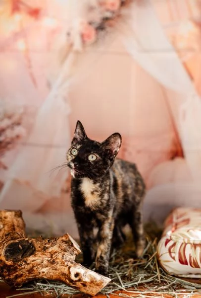 Cleopatra | Foto 0