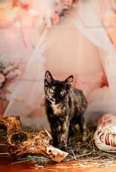 Cleopatra