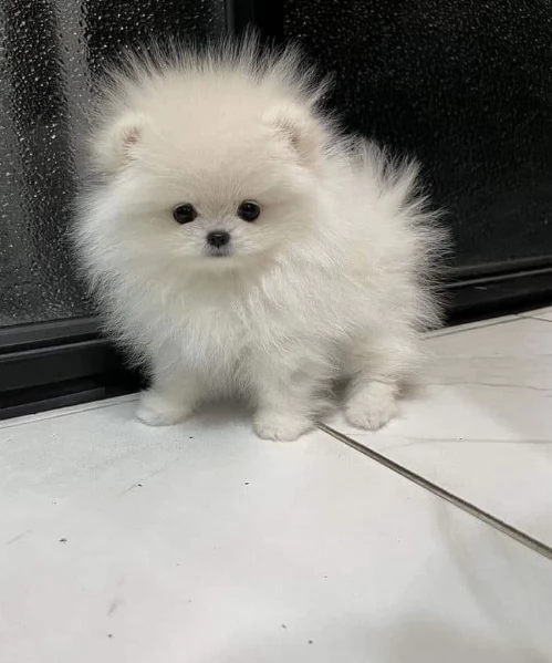  Pomerania Toy cuccioli maschio e femmina per adozione | Foto 3