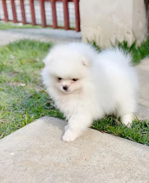  Pomerania Toy cuccioli maschio e femmina per adozione