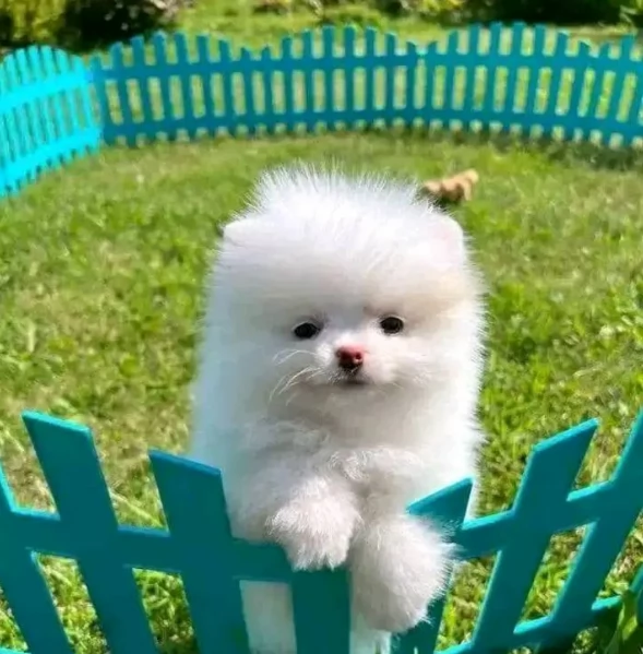  Pomerania Toy cuccioli maschio e femmina per adozione | Foto 0