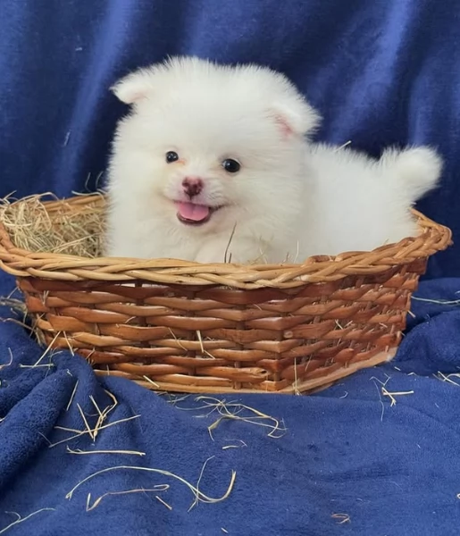  Pomerania Toy cuccioli maschio e femmina per adozione | Foto 2