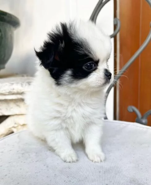 Pomeranian Toy cuccioli maschio e femmina