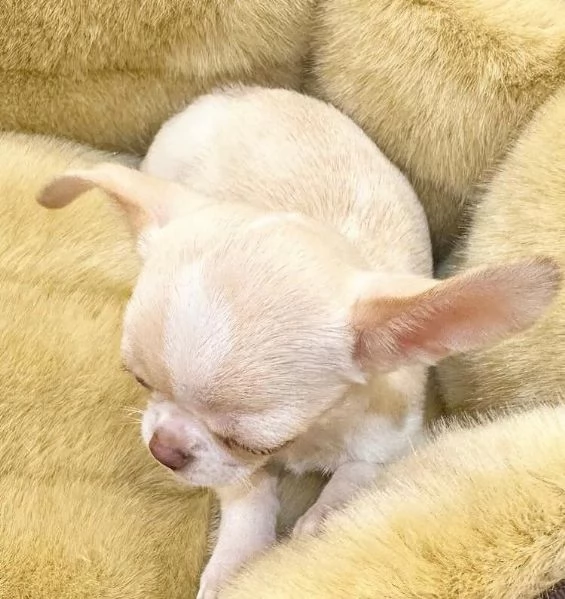  Chihuahua Toy cuccioli maschio e femmina | Foto 1