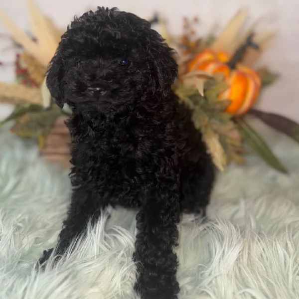  Barboncino Toy cuccioli maschio e femmina
