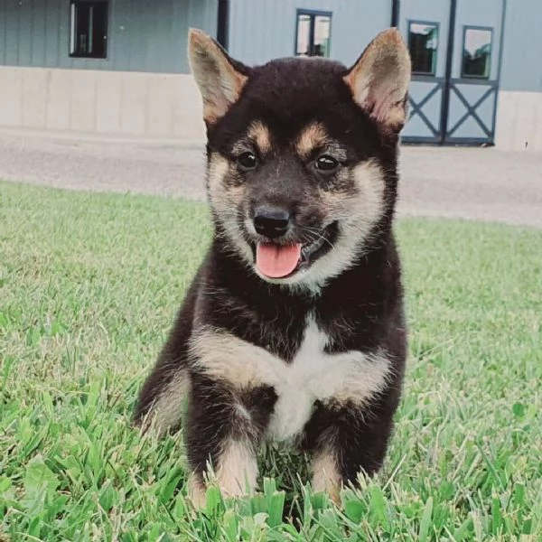 Shiba Inu cuccioli maschio e femmina