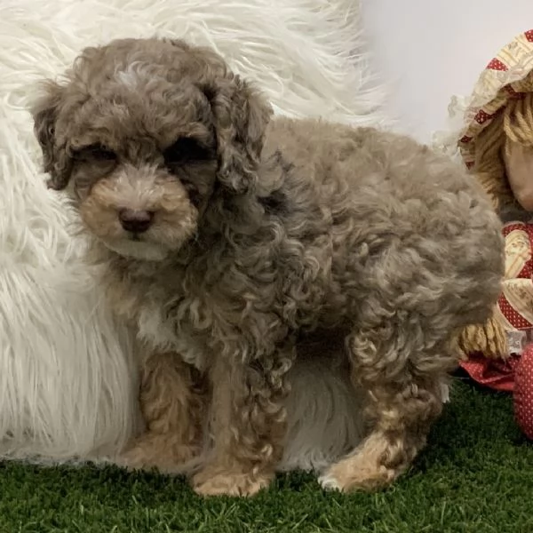 Barboncino Toy cuccioli maschio e femmina | Foto 0