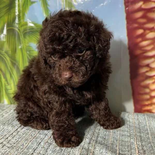Barboncino Toy cuccioli maschio e femmina