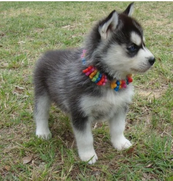 Siberian Husky cuccioli maschio e femmina