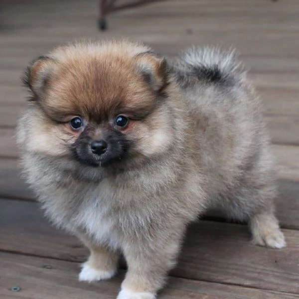 Spitz Pomeranian Toy cuccioli maschio e femmina